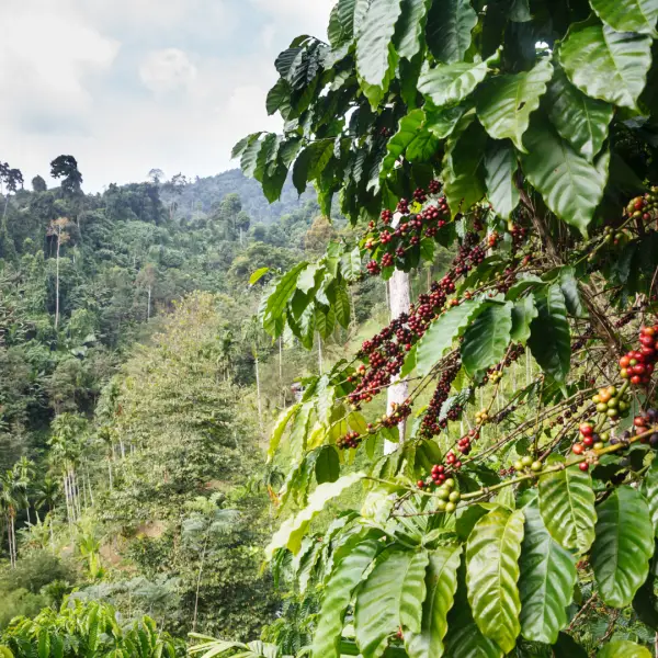 Artisan Coffee Subscription Box | Monthly Delivery - Image 12